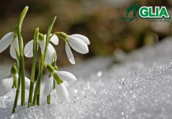 Calendarul lucrarilor agricole in luna Februarie