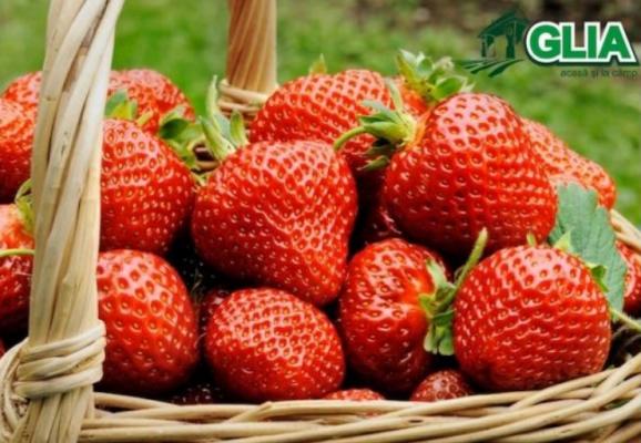 Calendarul lucrarilor agricole in luna Iunie