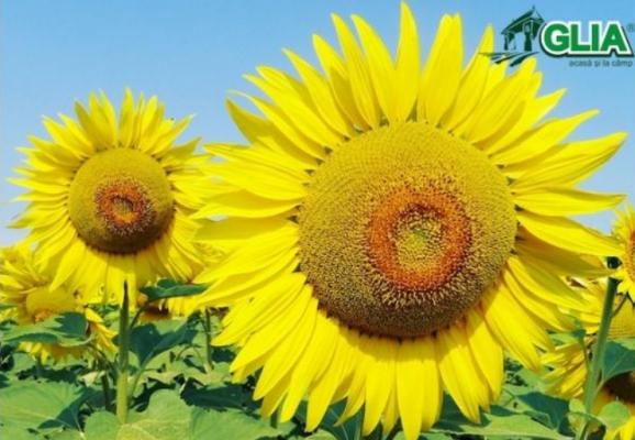 Calendarul lucrarilor agricole in luna August