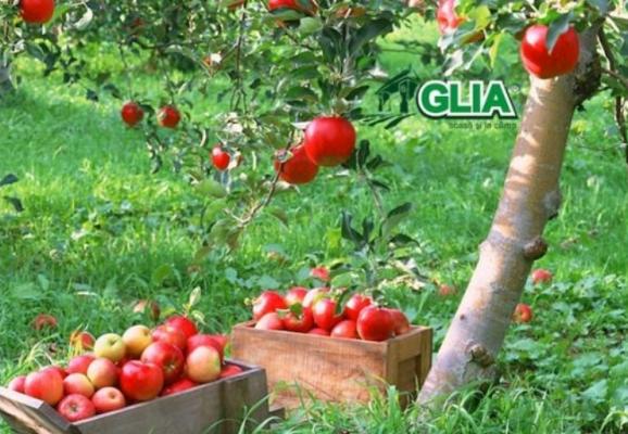 Calendarul lucrarilor agricole in luna Septembrie