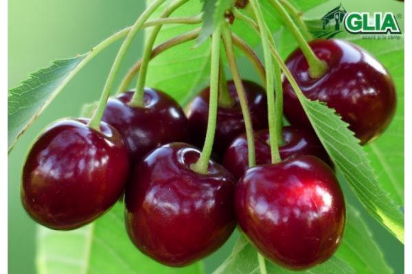 Calendarul lucrarilor agricole in luna Mai