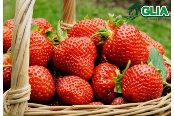 Calendarul lucrarilor agricole in luna Iunie