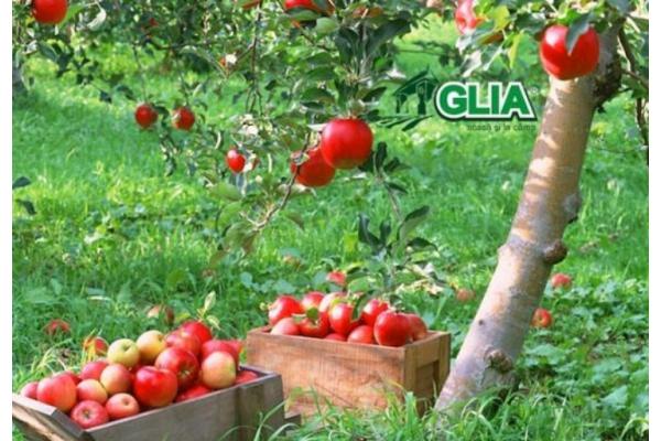 Calendarul lucrarilor agricole in luna Septembrie