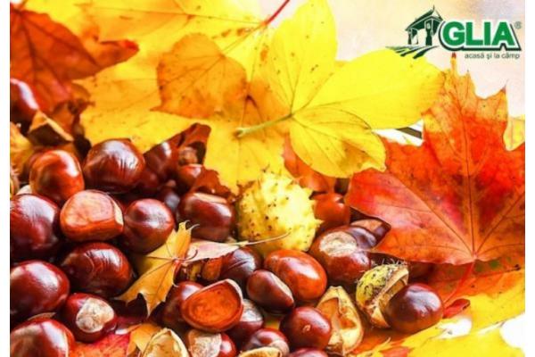 Calendarul lucrarilor agricole in luna Noiembrie