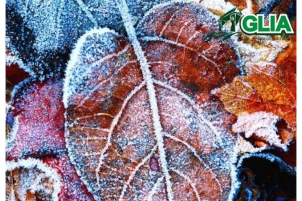 Calendarul lucrarilor agricole in luna Decembrie
