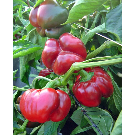 Semințe Ardei Gogosar Bihar F1 ZKI - 100 seminte