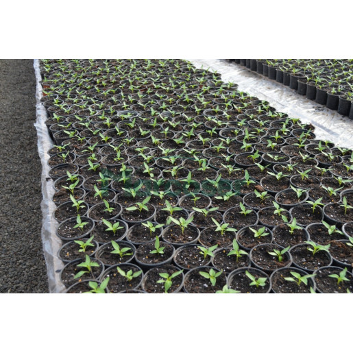 Ghivece de productie Culoare Negru | Latime 10 cm | Inaltime 7.9 cm | Volum 0.42 Litri