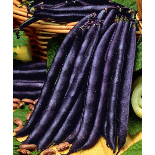 Seminte fasole Purple Queen 50 gr, Florian