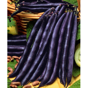 Seminte fasole Purple Queen 50 gr, Florian