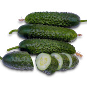 Castravete cornichon CASSIUS F1 ZKI - 100 seminte 