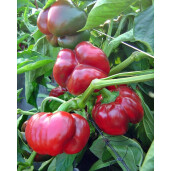 Semințe Ardei Gogosar Bihar F1 ZKI - 100 seminte