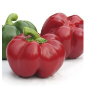 Semințe Ardei Gogosar Bihar F1 ZKI - 100 seminte