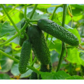 Castravete cornichon CASSIUS F1 ZKI - 100 seminte 