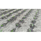 Tub pic DG20 | 6mil | FI16 | 4 litri/h | 100 ml/rola, Irriplastec