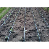 Banda picurare | 6mil | DG 20 | 1.8l/h | 300 ml/rola