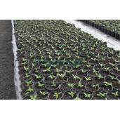 Ghivece de productie Culoare Negru | Latime 10 cm | Inaltime 7.9 cm | Volum 0.42 Litri