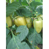 Ardei IPON F1 ZKI – 100 seminte