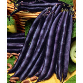 Seminte fasole Purple Queen 50 gr, Florian